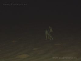 Chacal nocturno