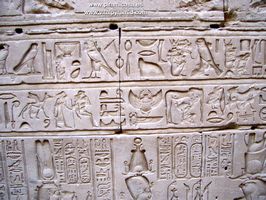 jeroglificos biologia