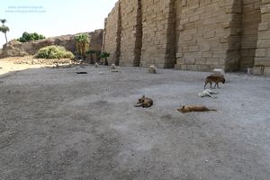 Perros duermen en Karnak